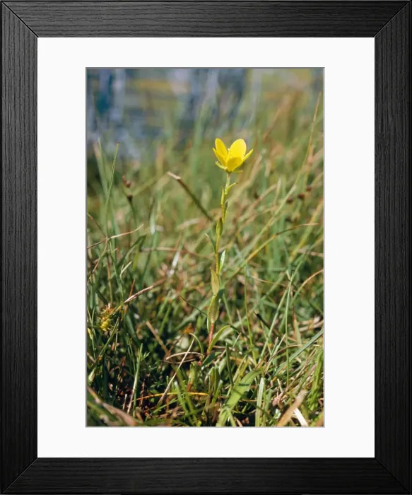 Framed Print : Large Marsh Saxifrage Framed Print : Large Marsh Saxifrage