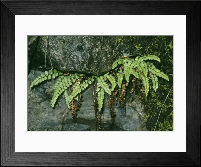 Framed Print : Green Spleenwort Fern Framed Print : Green Spleenwort Fern