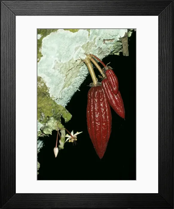 Framed Print : Cocoa. JLM-7538. COCOA PODS. Theobroma cacao Framed Print : Cocoa. JLM-7538. COCOA PODS. Theobroma cacao
