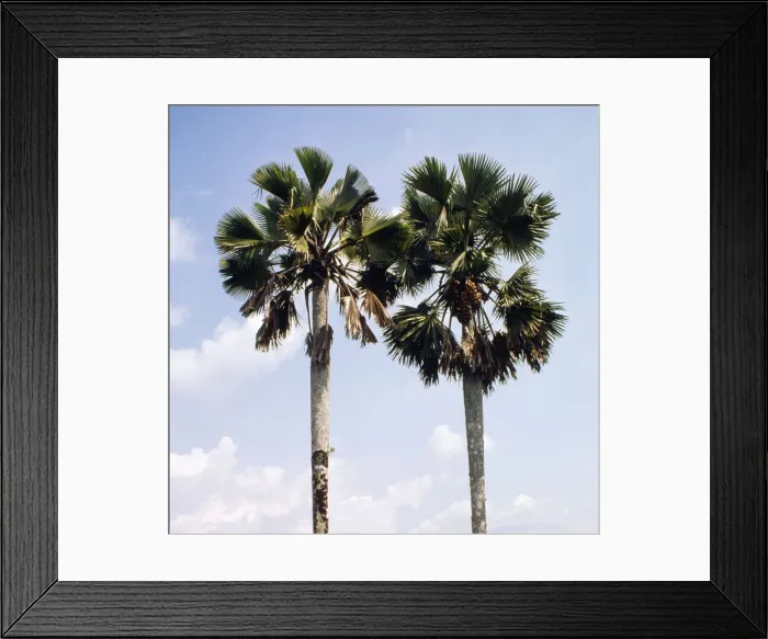 Framed Print : Palmyra Palm Cameroon, Africa Framed Print : Palmyra Palm Cameroon, Africa
