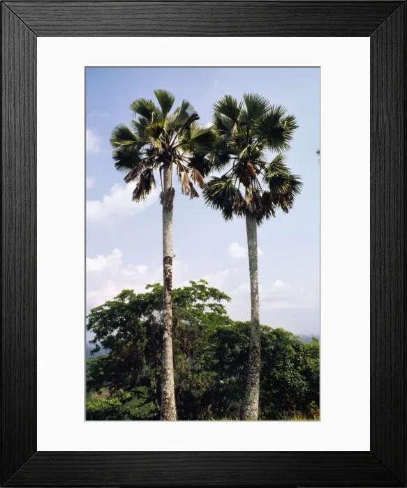 Framed Print : Palmyra Palm Cameroon, Africa Framed Print : Palmyra Palm Cameroon, Africa