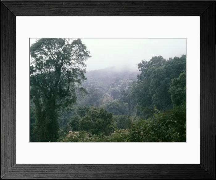 Framed Print : Cameroon West Africa - forest zone, Mountain Cameroon Framed Print : Cameroon West Africa - forest zone, Mountain Cameroon