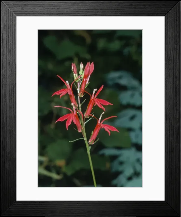Framed Print : Lobelia. JLM-8631. LOBELIA CARDINALIS - USA Framed Print : Lobelia. JLM-8631. LOBELIA CARDINALIS - USA