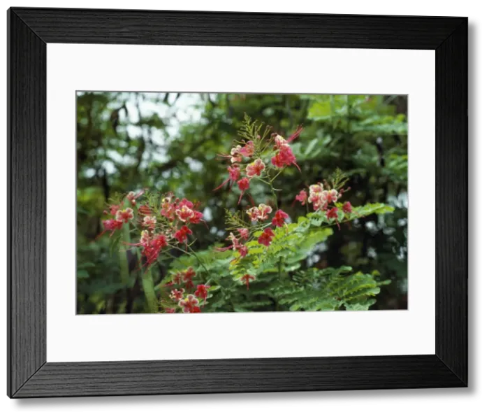 Framed Print : Dwarf Poinciana / Pride of Barbados Papua New Guinea Framed Print : Dwarf Poinciana / Pride of Barbados Papua New Guinea