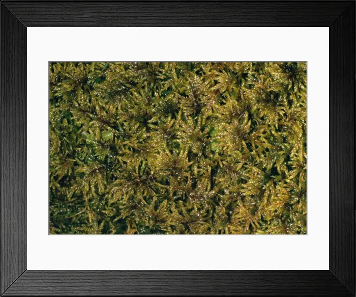 Framed Print : Moss. JLM-885. MOSS. Hylocomium splendens Framed Print : Moss. JLM-885. MOSS. Hylocomium splendens