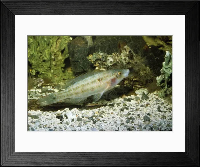 Framed Print : Corkwing Wrasse Framed Print : Corkwing Wrasse