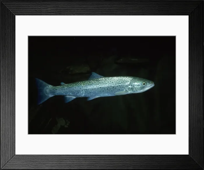 Framed Print : Sea Trout. JLMO-1102. SEA TROUT. Salmo trutta Framed Print : Sea Trout. JLMO-1102. SEA TROUT. Salmo trutta
