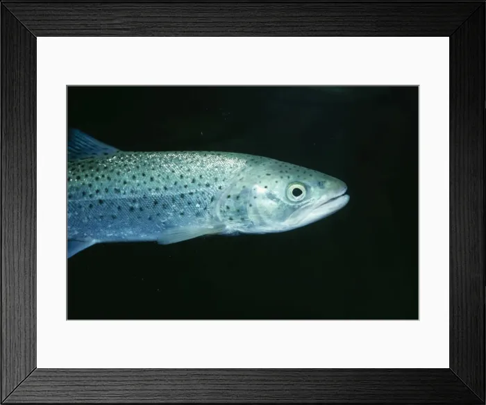 Framed Print : Sea Trout JLMO 1104 Salmo trutta © John Mason / ARDEA LONDON Framed Print : Sea Trout JLMO 1104 Salmo trutta © John Mason / ARDEA LONDON