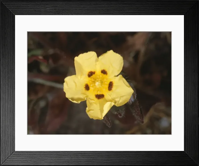 Framed Print : Spotted Rockrose Jersey Framed Print : Spotted Rockrose Jersey