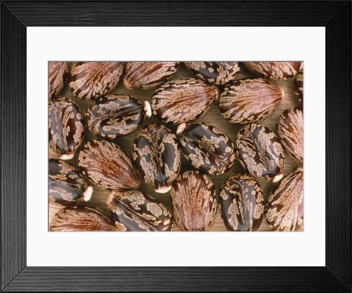 Framed Print : Castor Oil Seeds JLMO 1338 Ricinus communis © John Mason  /  ARDEA LONDON