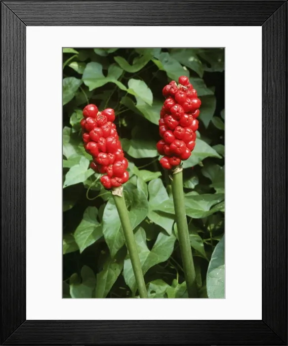 Framed Print : Lords and ladies / wild arum / Cuckoo Pint - in berry Framed Print : Lords and ladies / wild arum / Cuckoo Pint - in berry