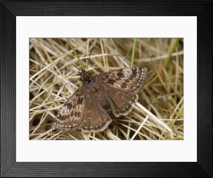 Framed Print : Dinky Skipper Butterfly Framed Print : Dinky Skipper Butterfly