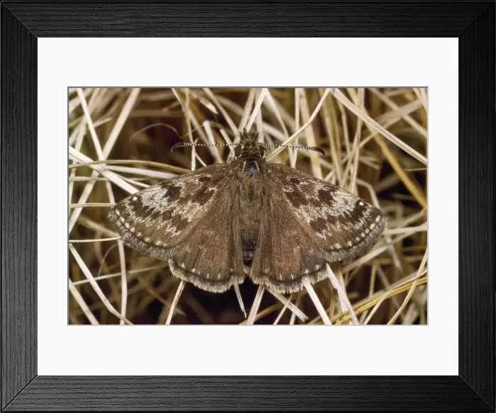 Framed Print : Dinky Skipper Butterfly Framed Print : Dinky Skipper Butterfly