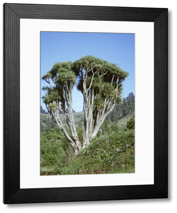 Framed Print : Dragon Tree La Palma Framed Print : Dragon Tree La Palma