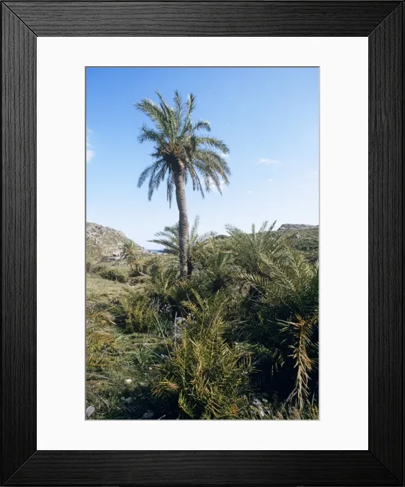 Framed Print : Cretan / European Date Palm - in habitat Crete Framed Print : Cretan / European Date Palm - in habitat Crete