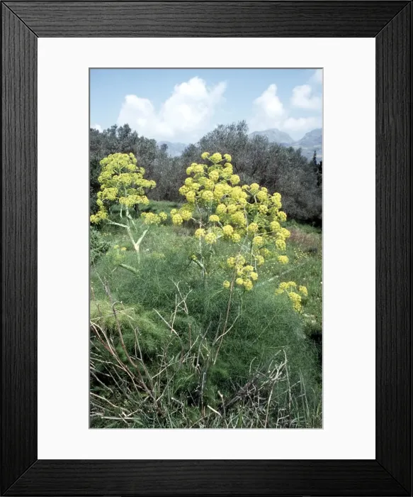 Framed Print : Giant Fennel Framed Print : Giant Fennel