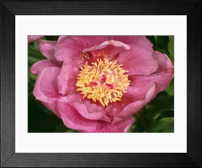 Framed Print : Wild Peony JLMO 2804 Paeonia broteroi © John Mason / ARDEA LONDON Framed Print : Wild Peony JLMO 2804 Paeonia broteroi © John Mason / ARDEA LONDON