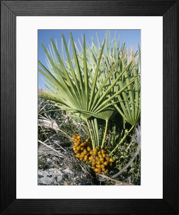 Framed Print : Dwarf Fan Palm - in fruit Framed Print : Dwarf Fan Palm - in fruit