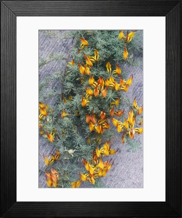 Framed Print : Lotus maculatus - Canary Islands flora Framed Print : Lotus maculatus - Canary Islands flora