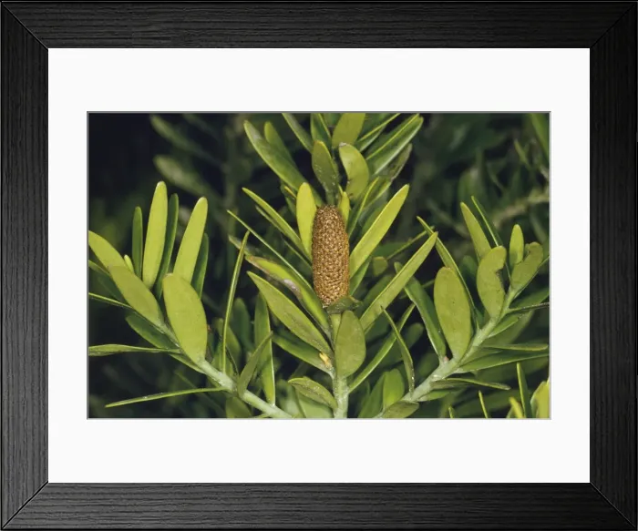 Framed Print : Kauri - male cone Framed Print : Kauri - male cone
