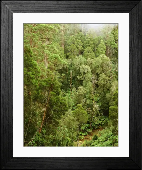 Framed Print : Temperate rainforest Great Otway National Park, southwest Victoria, Australia JLR04575 Framed Print : Temperate rainforest Great Otway National Park, southwest Victoria, Australia JLR04575