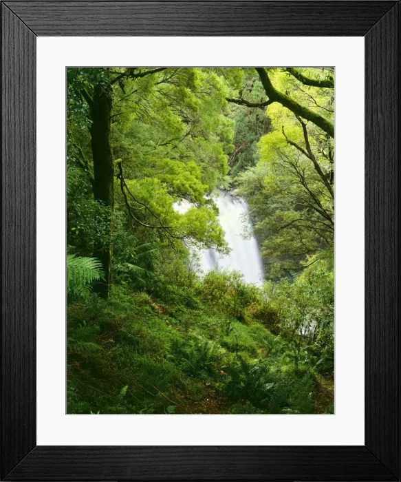 Framed Print : Hopetoun Falls and temperate rainforest, Otway National Park, southwest Victoria, Australia JLR04573 Framed Print : Hopetoun Falls and temperate rainforest, Otway National Park, southwest Victoria, Australia JLR04573