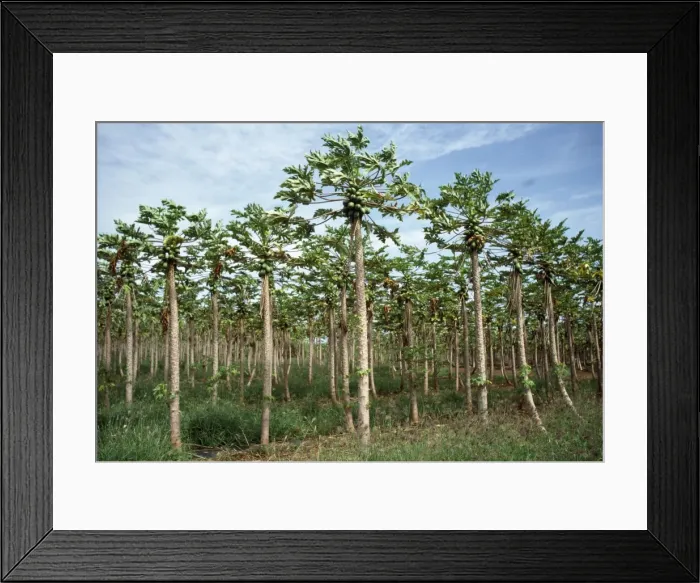 Framed Print : Papaya / Paw Paw - plantation Hawaii, USA Framed Print : Papaya / Paw Paw - plantation Hawaii, USA