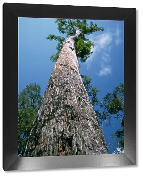 King Jarrah Tree - 47 meters high, 500 years old. Western Australia