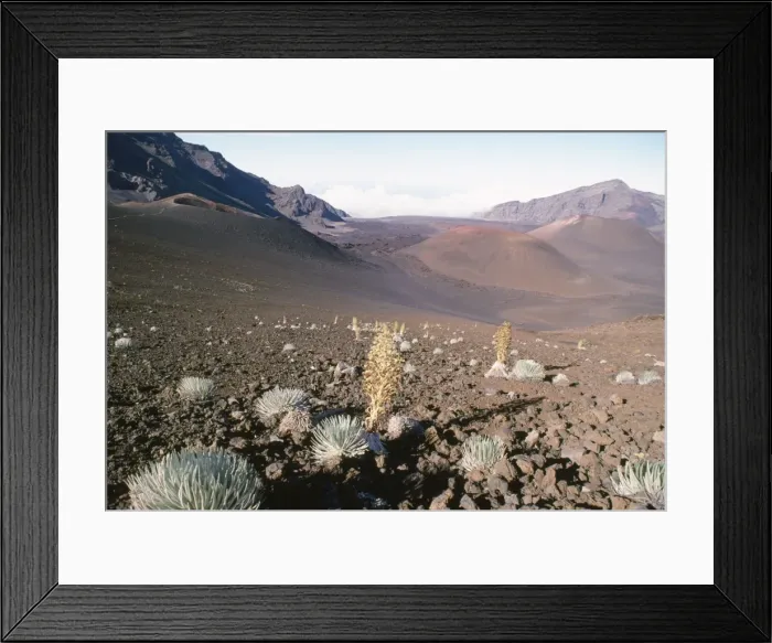 Framed Print : Hawaii Plants - Silversword plants in Haleakala Crater. Haleakala National Park, Maui Island, Hawaii. Endemic Framed Print : Hawaii Plants - Silversword plants in Haleakala Crater. Haleakala National Park, Maui Island, Hawaii. Endemic