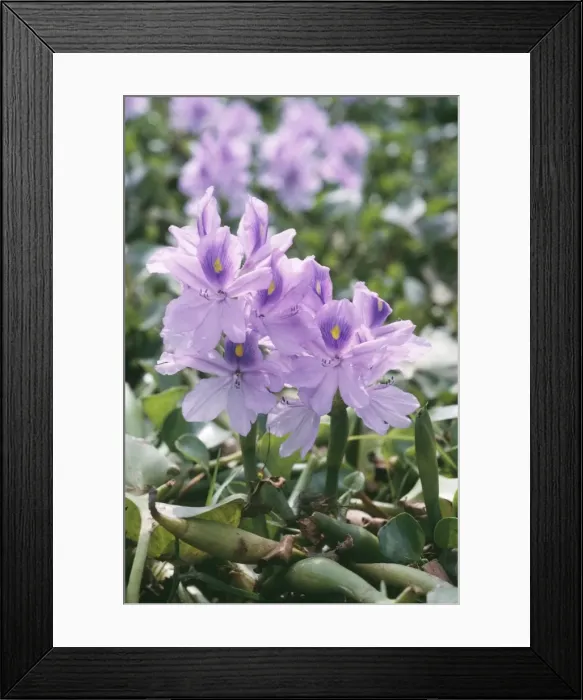 Framed Print : Water Hyacinth Framed Print : Water Hyacinth
