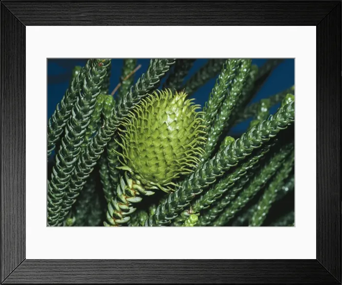 Framed Print : Norfolk Island Pine Cone Framed Print : Norfolk Island Pine Cone