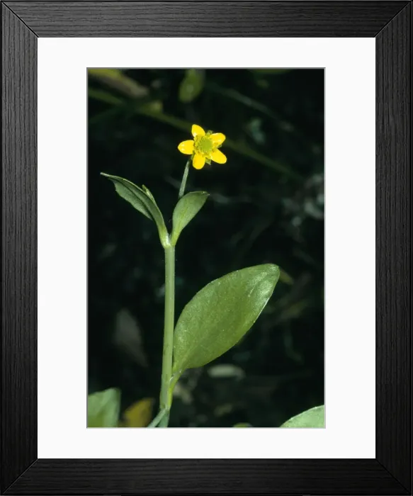 Framed Print : Adder's Tongue Spearwort