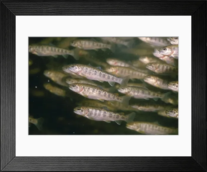 Framed Print : Salmon Parr - shoal Framed Print : Salmon Parr - shoal