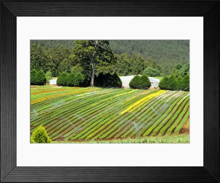 Framed Print : Blue Dandenong Bulbs farm near Healesville, Victoria, Australia JLR03773 Framed Print : Blue Dandenong Bulbs farm near Healesville, Victoria, Australia JLR03773