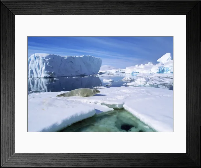 Framed Print : Crabeater Seal - on ice floe - near Booth Island Antarctic Peninsula Framed Print : Crabeater Seal - on ice floe - near Booth Island Antarctic Peninsula