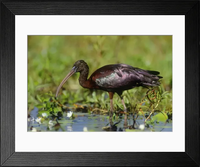 Framed Print : Glossy Ibis - in wetland habitat - Kakadu National Park - Australia Framed Print : Glossy Ibis - in wetland habitat - Kakadu National Park - Australia