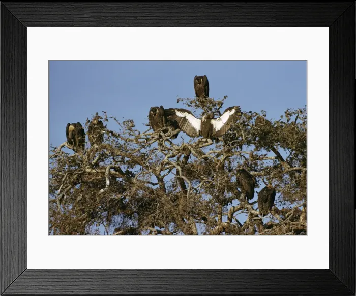 Framed Print : Asian White-backed Vultures - in tree Framed Print : Asian White-backed Vultures - in tree