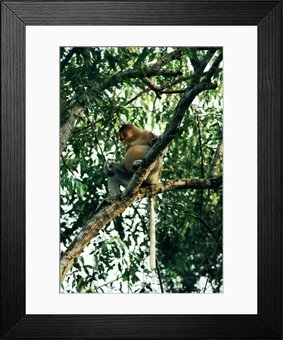 Framed Print : Proboscis Monkey - with distended belly post feeding Framed Print : Proboscis Monkey - with distended belly post feeding