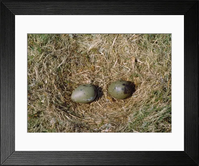 Framed Print : Great Skua - nest with eggs - Shetlands - UK Framed Print : Great Skua - nest with eggs - Shetlands - UK