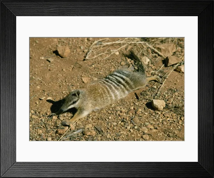 Framed Print : Numbat - sunning itself Framed Print : Numbat - sunning itself