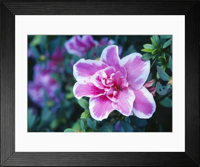 Framed Print : Azalea Hybrid. Cultivar: Eureka Fm: Ericaceae Framed Print : Azalea Hybrid. Cultivar: Eureka Fm: Ericaceae