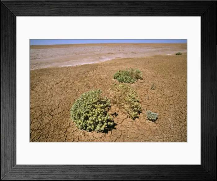 Framed Print : South Australia - dry lake bed with Pop Saltbush (Atriplex holocarpa) Lake Eyre National Park, South Australia Framed Print : South Australia - dry lake bed with Pop Saltbush (Atriplex holocarpa) Lake Eyre National Park, South Australia