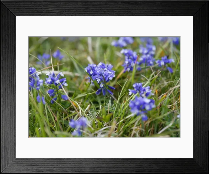 Framed Print : Chalk Milkwort growing on the chalk downland of the North Wessex Downs at Walker's Hill near Alton Barnes, Wiltshire, England Framed Print : Chalk Milkwort growing on the chalk downland of the North Wessex Downs at Walker's Hill near Alton Barnes, Wiltshire, England