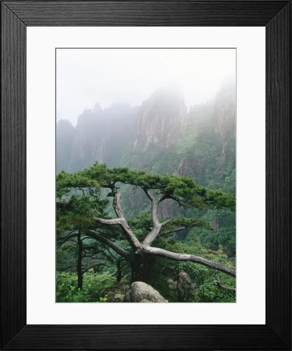 Framed Print : China - Pine (Pinus huangshanensis) endemic Mt Huangshan Yellow Mountains, China Framed Print : China - Pine (Pinus huangshanensis) endemic Mt Huangshan Yellow Mountains, China