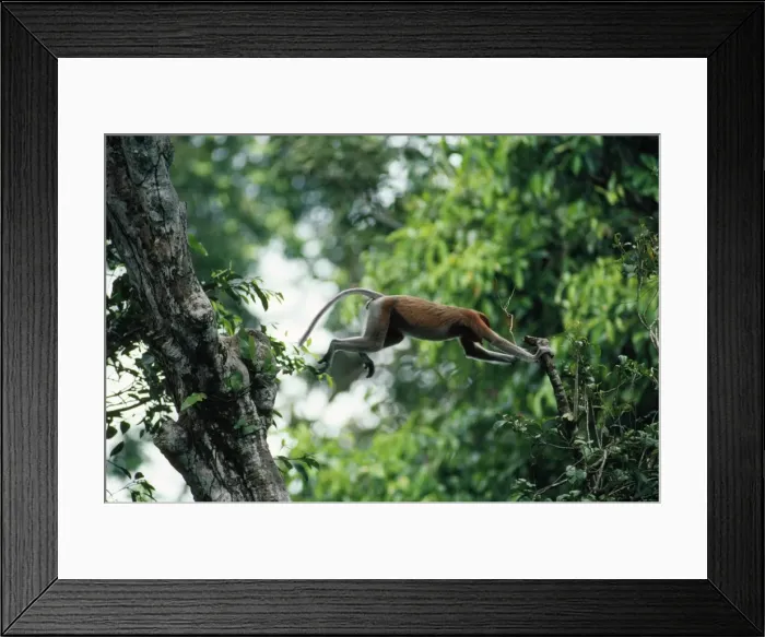 Framed Print : Proboscis Monkey - leaping - Riverine Forest Kinabatangan River Borneo