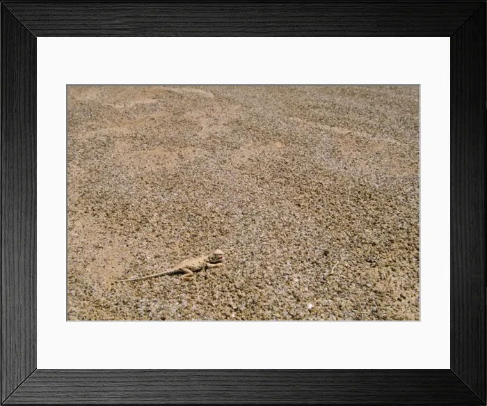 Framed Print : Lake Eyre Dragon Lake Eyre National Park South Australia Framed Print : Lake Eyre Dragon Lake Eyre National Park South Australia