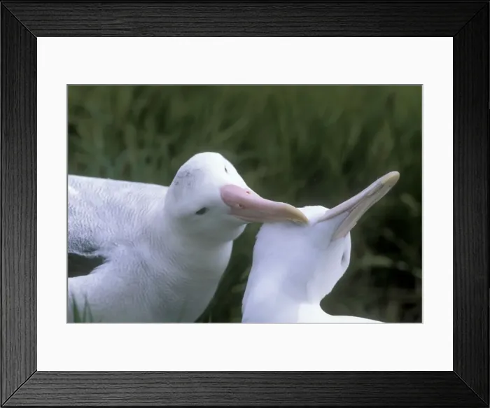 Framed Print : Wandering Albatross - Breeding pair allopreening Framed Print : Wandering Albatross - Breeding pair allopreening