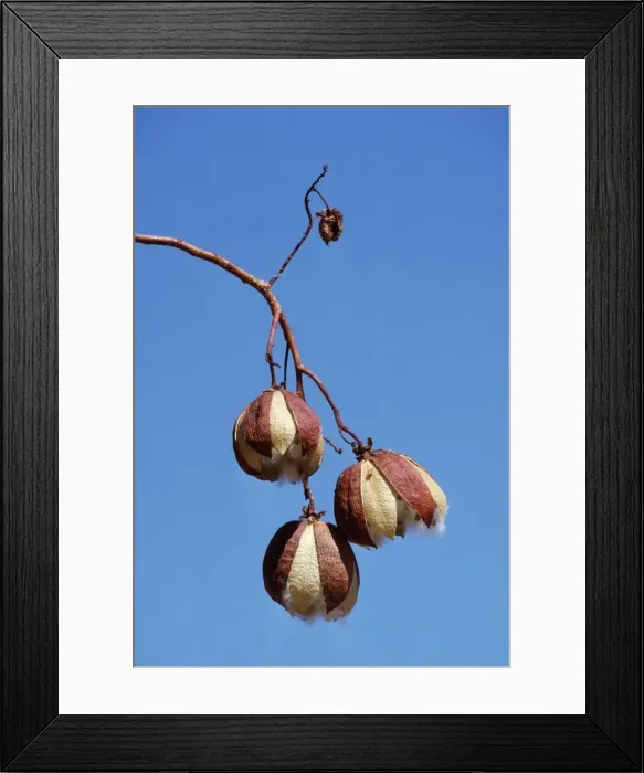 Framed Print : Kapoe Kakadu National Park, Australia Framed Print : Kapoe Kakadu National Park, Australia