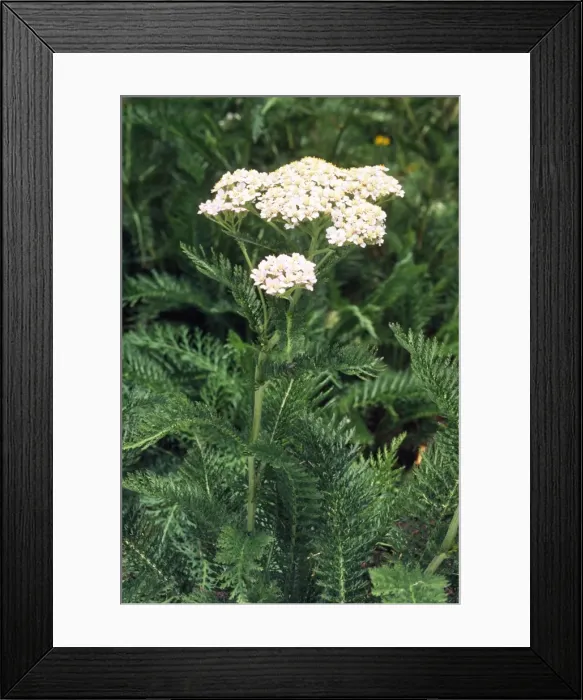 Framed Print : Yarrow - medicinal (fever) Fam:Asteraceae Framed Print : Yarrow - medicinal (fever) Fam:Asteraceae