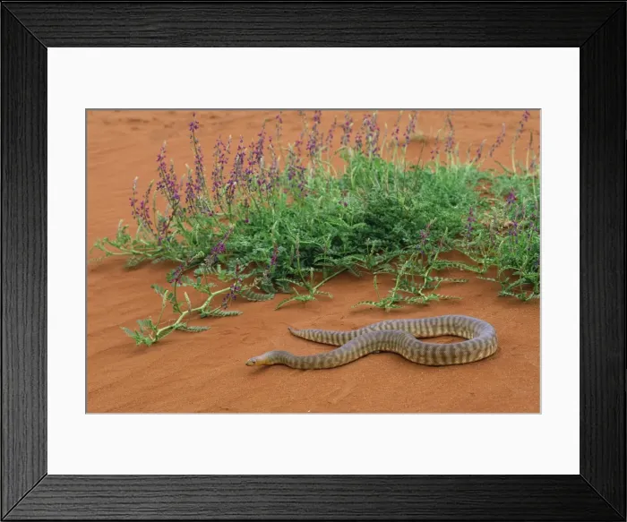 Framed Print : Woma Python Framed Print : Woma Python